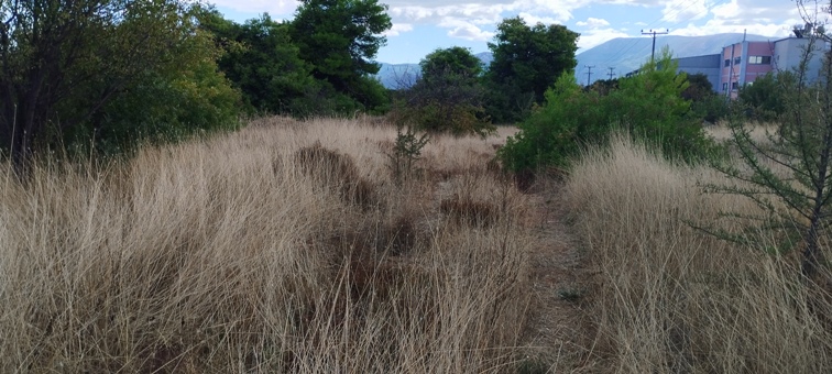 Αγροτεμάχιο 7582.81 τ.μ. σε πλειστηριασμό Δήμος Ωρωπού