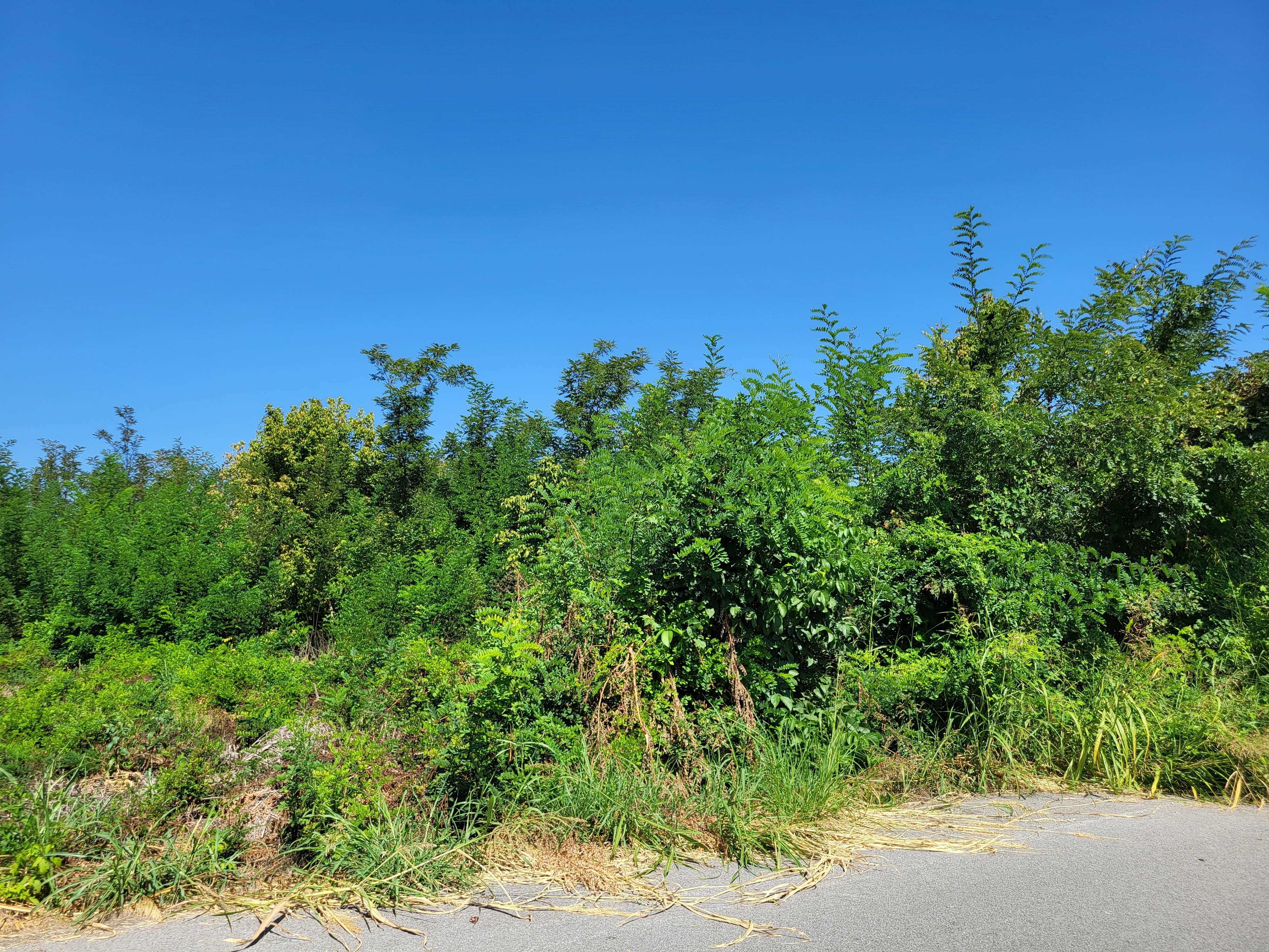 Οικόπεδο 1058 τ.μ. σε πλειστηριασμό Δήμος Πέλλας
