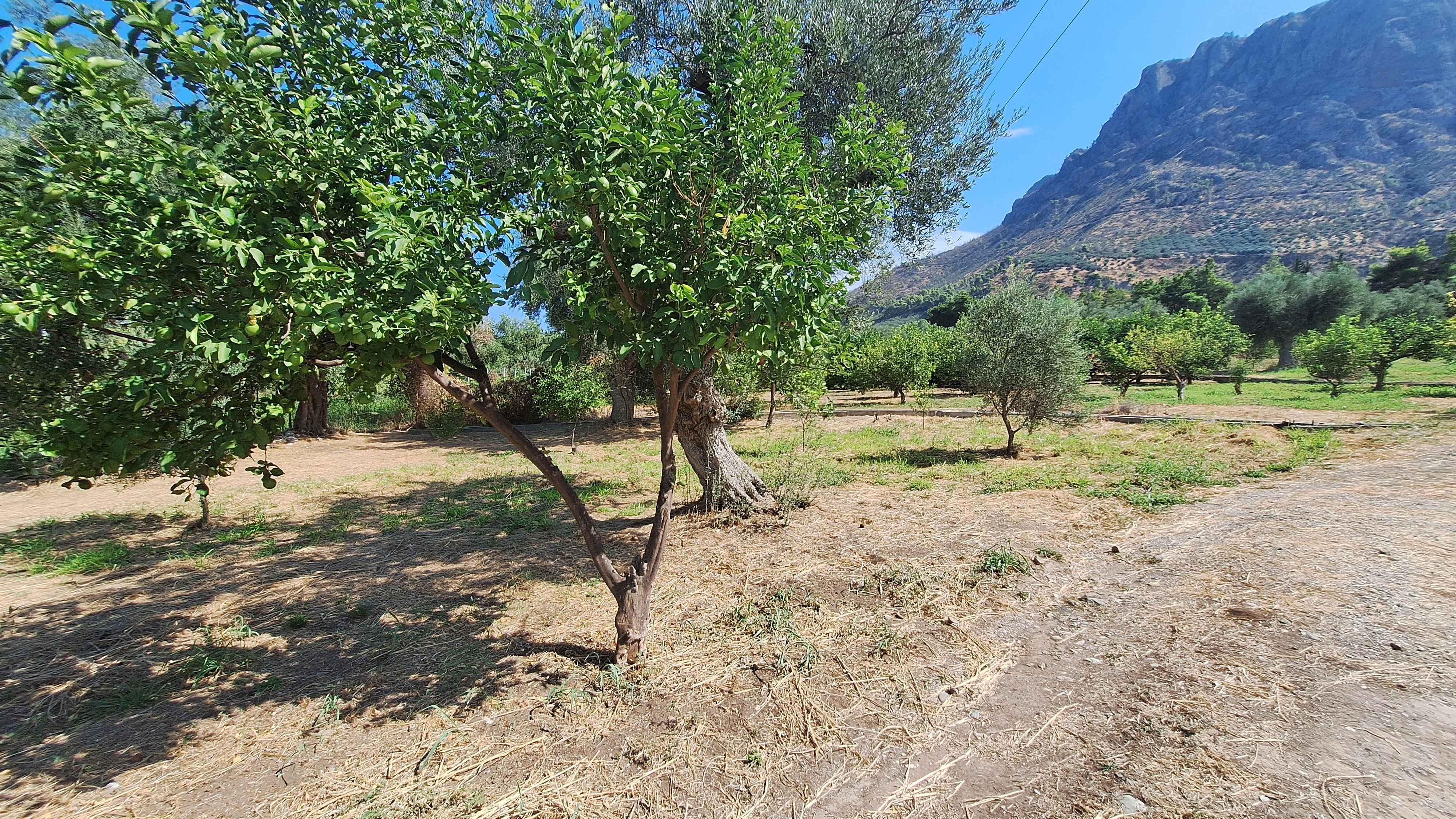 Αγροτεμάχιο 500 τ.μ. σε πλειστηριασμό Δήμος Αιγιαλείας