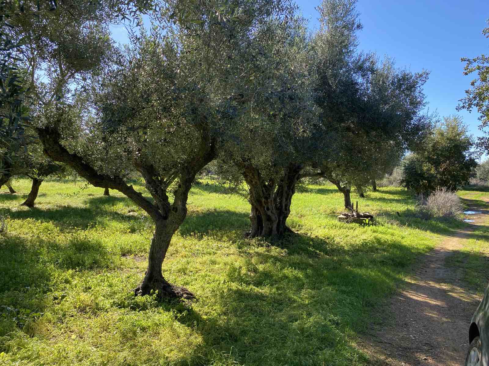 Αγροτεμάχιο 6500 τ.μ. σε πλειστηριασμό Δήμος Ήλιδας