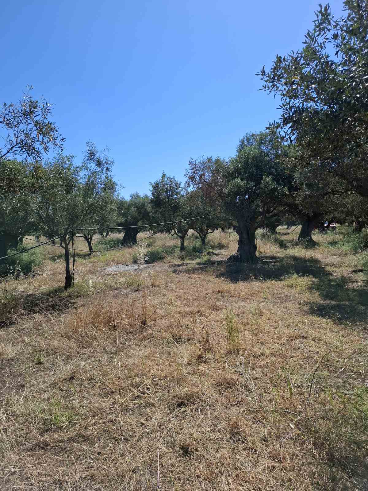 Αγροτεμάχιο με κτίσμα  σε πλειστηριασμό Δήμος Βόρειας Κυνουρίας