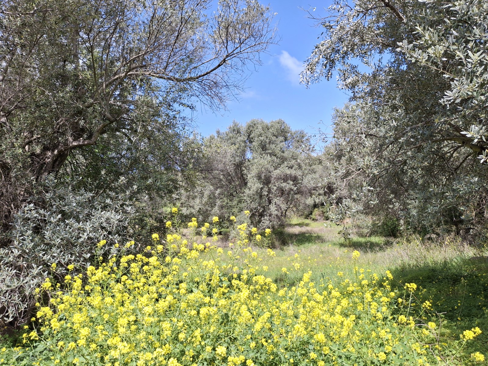 Αγροτεμάχιο  σε πλειστηριασμό Δήμος Ωρωπού
