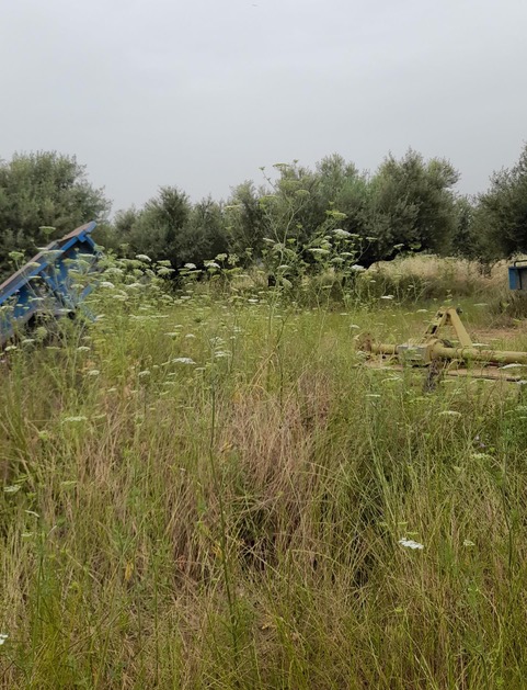 Οικόπεδο  σε πλειστηριασμό Δήμος Μεσσήνης