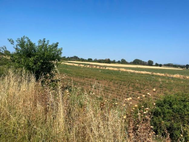 Αγροτεμάχιο 79.10 τ.μ. σε πλειστηριασμό Δήμος Μαρωνείας - Σαπών