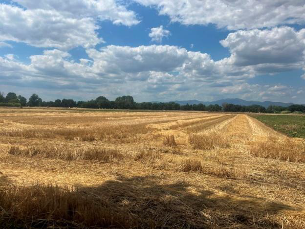 Αγροτεμάχιο 79.10 τ.μ. σε πλειστηριασμό Δήμος Μαρωνείας - Σαπών