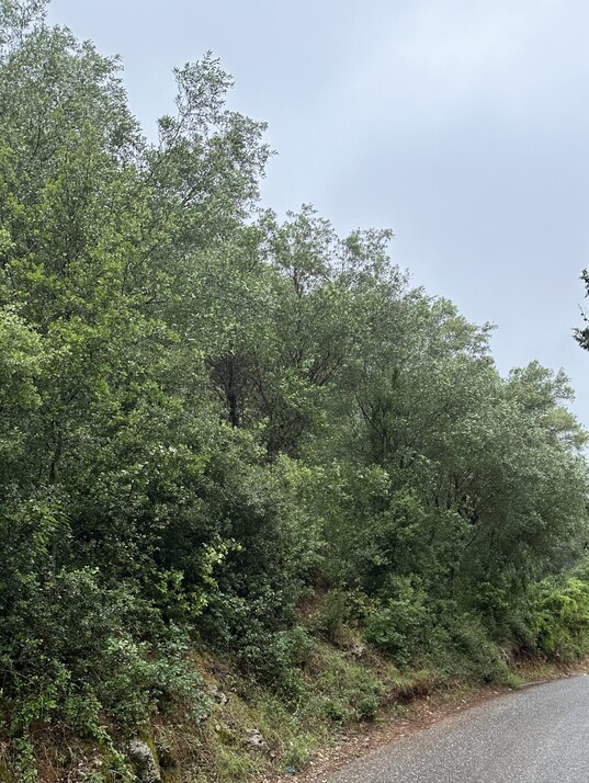 Αγροτεμάχιο  σε πλειστηριασμό Δήμος Κέρκυρας