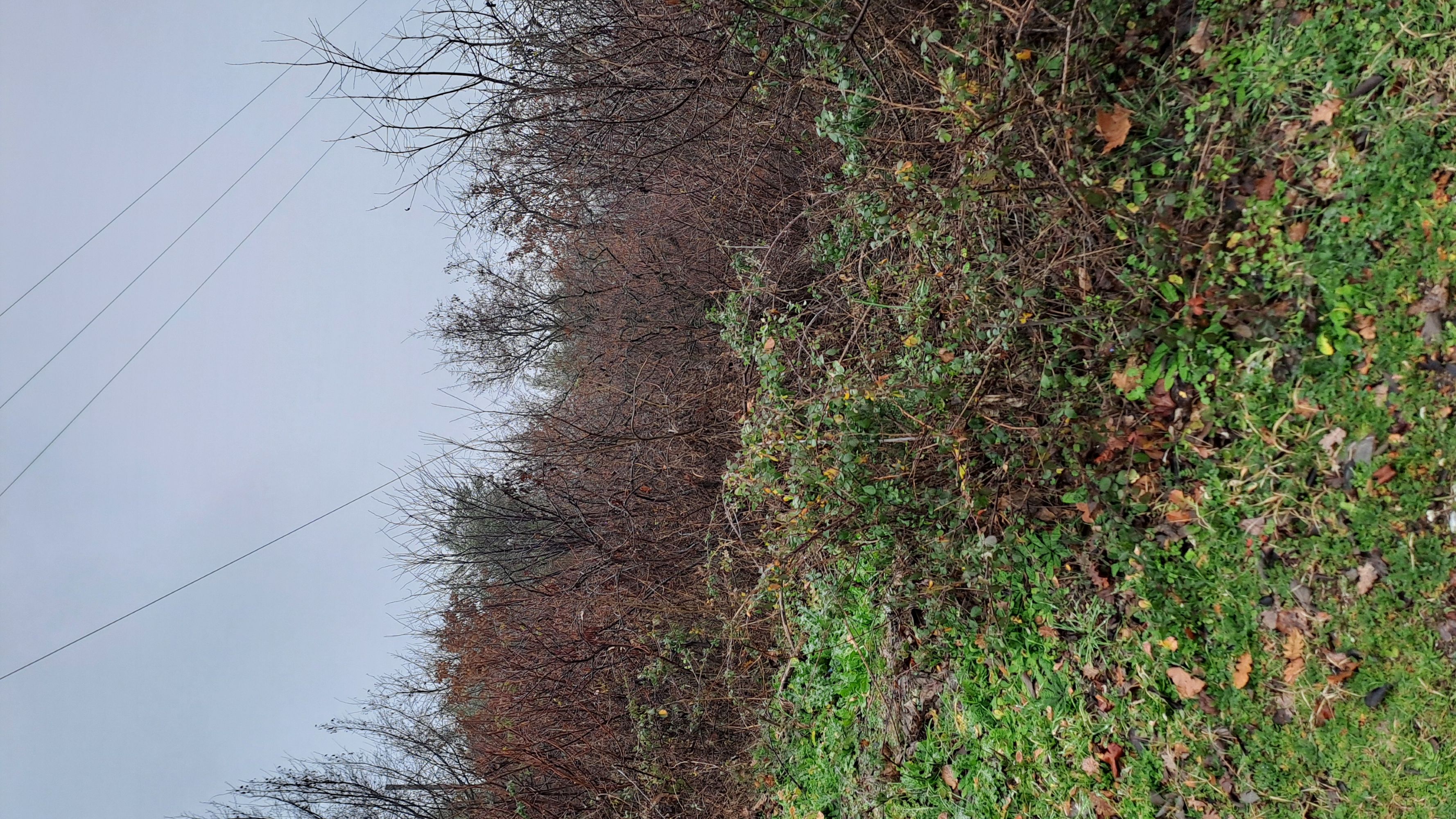 Οικόπεδο  σε πλειστηριασμό Municipality of Trikkaia