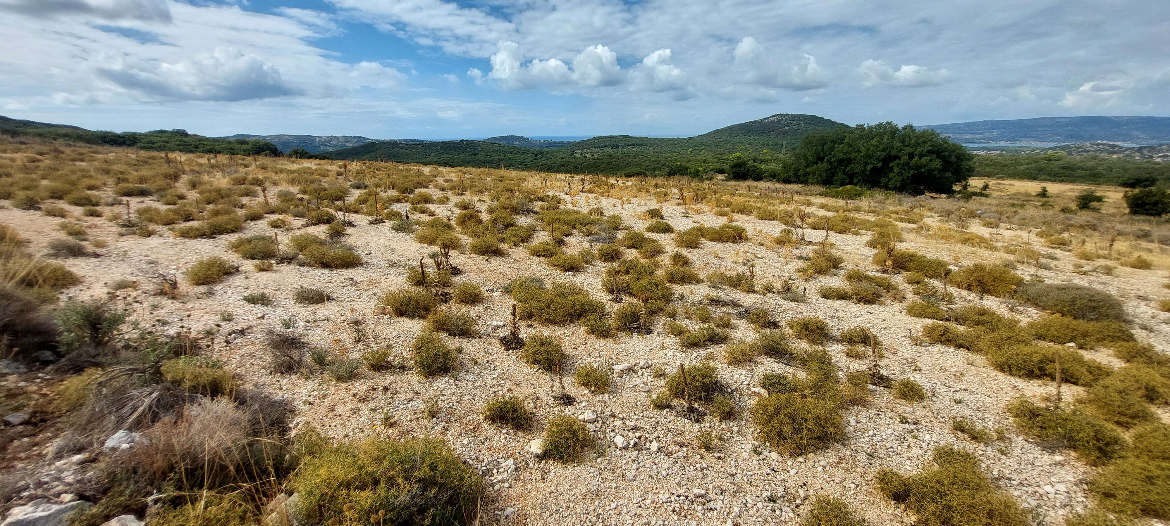 Αγροτεμάχιο  σε πλειστηριασμό Δήμος Κεφαλονιάς