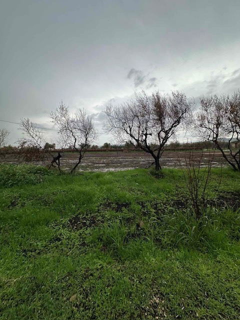 Αγροτεμάχιο  σε πλειστηριασμό Municipality of Western Achaia