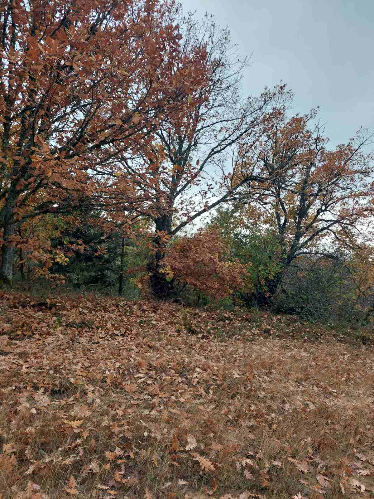 Αγροτεμάχιο 60 sq.m. σε πλειστηριασμό Aristotle Municipality