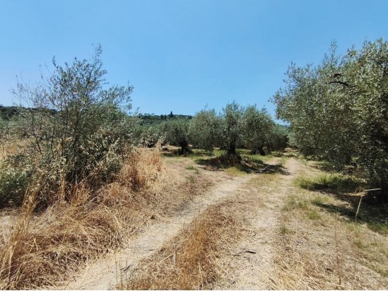 Αγροτεμάχιο 8000 τ.μ. σε πλειστηριασμό Δήμος Καμένων Βούρλων