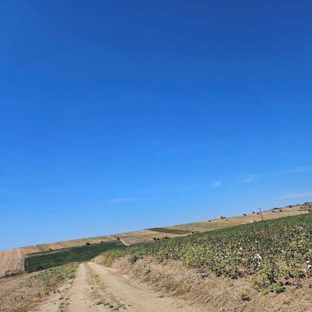 Αγροτεμάχιο  σε πλειστηριασμό Municipality of Thermi