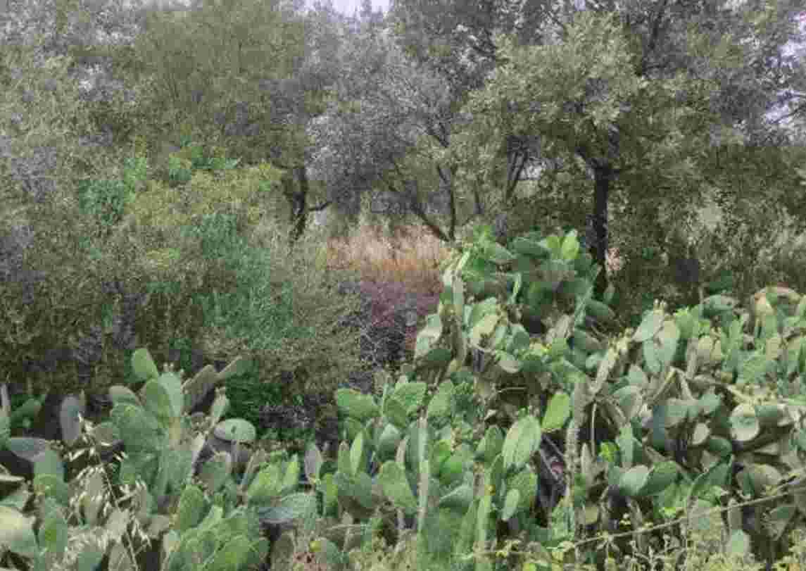 Κατοικία  σε πλειστηριασμό Δήμος Αγρινίου