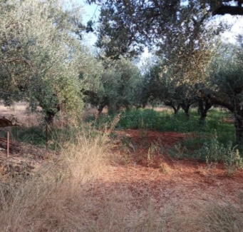 Αγροτεμάχιο 5765.36 τ.μ. σε πλειστηριασμό Δήμος Τριφυλίας