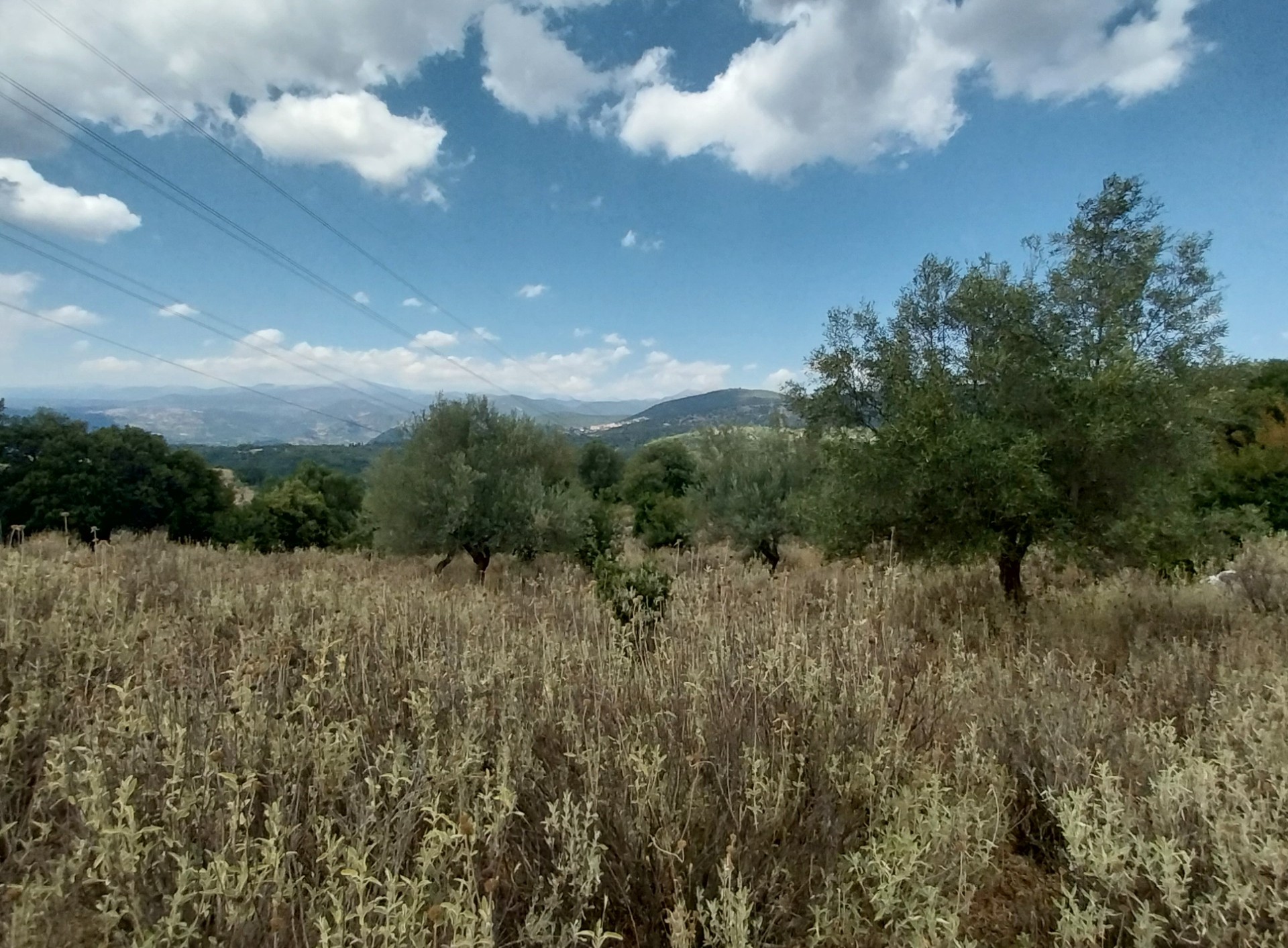 Αγροτεμάχιο 923 τ.μ. σε πλειστηριασμό Δήμος Γόρτυνος