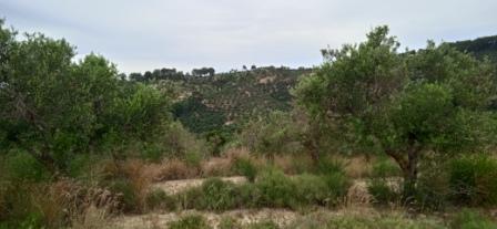 Αγροτεμάχιο  σε πλειστηριασμό Δήμος Ζακύνθου