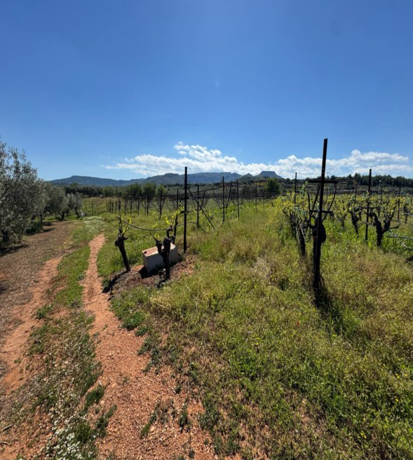 Αγροτεμάχιο 500 τ.μ. σε πλειστηριασμό Δήμος Ξυλοκάστρου - Ευρωστίνης