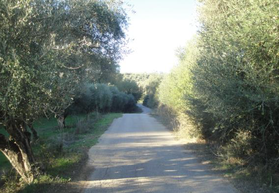 Αγροτεμάχιο  σε πλειστηριασμό Δήμος Μεσσήνης