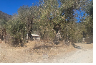 Αγροτεμάχιο  σε πλειστηριασμό Δήμος Λέσβου