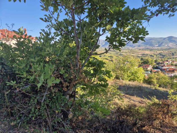 Οικόπεδο  σε πλειστηριασμό Municipality of Katerini