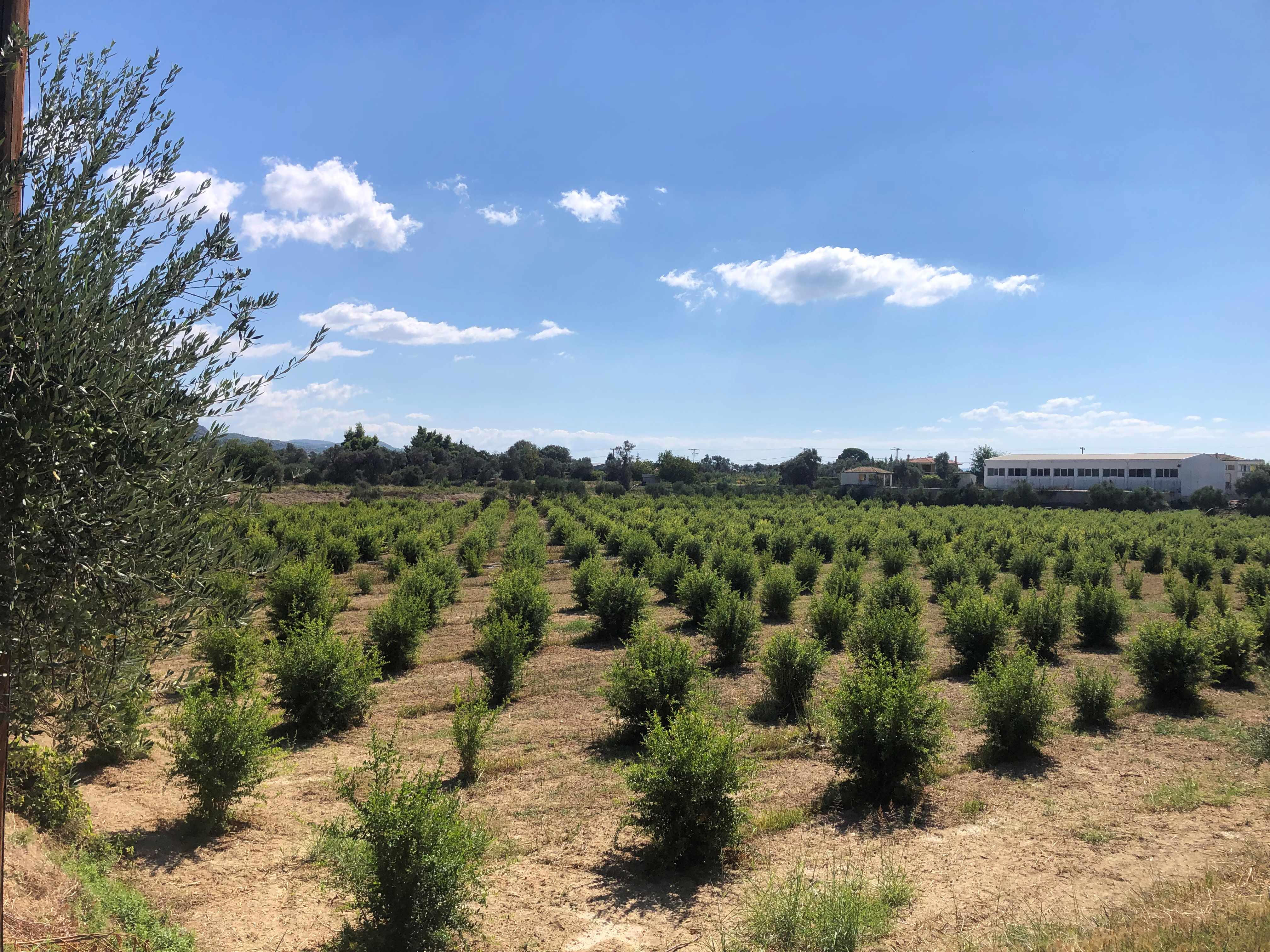 Αγροτεμάχιο  σε πλειστηριασμό Δήμος Χαλκιδέων