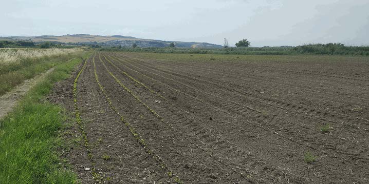 Αγροτεμάχιο  σε πλειστηριασμό Municipality of Pydna - Kolindros