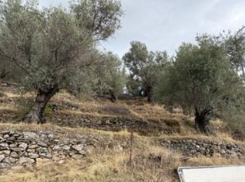 Αγροτεμάχιο  σε πλειστηριασμό Δήμος Λέσβου