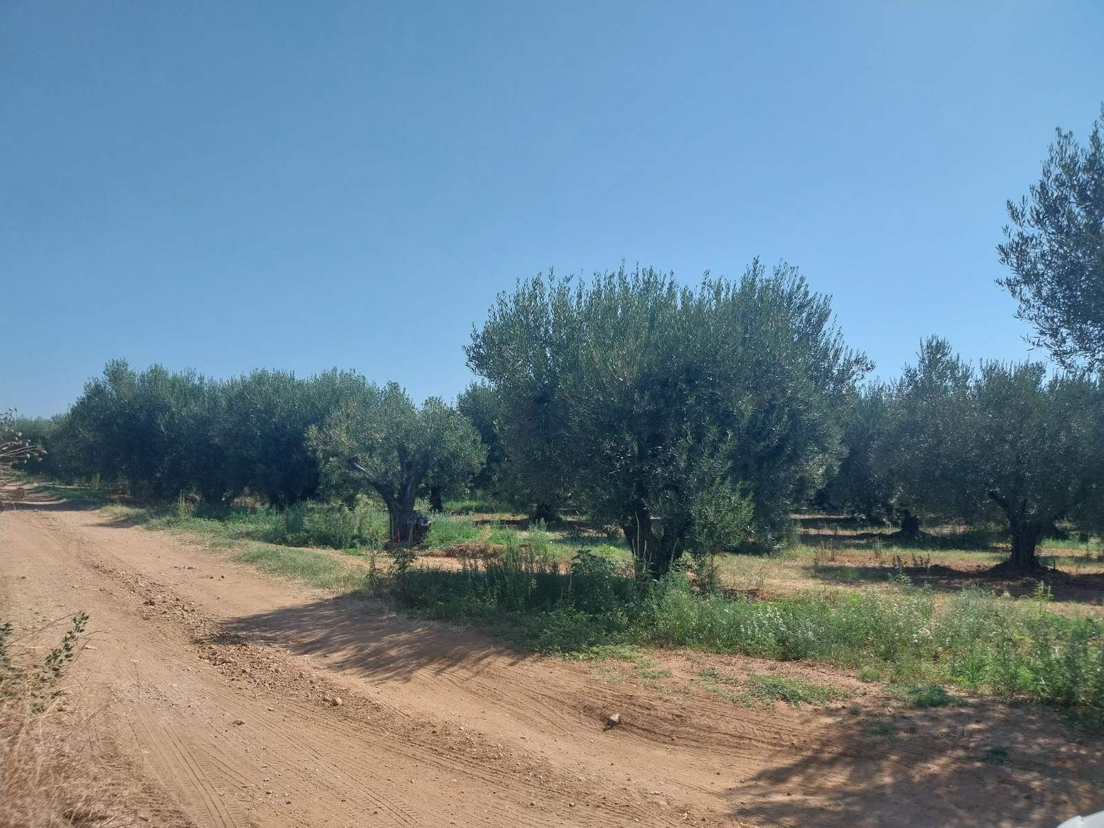 Οικόπεδο  σε πλειστηριασμό Δήμος Νέας Προποντίδας