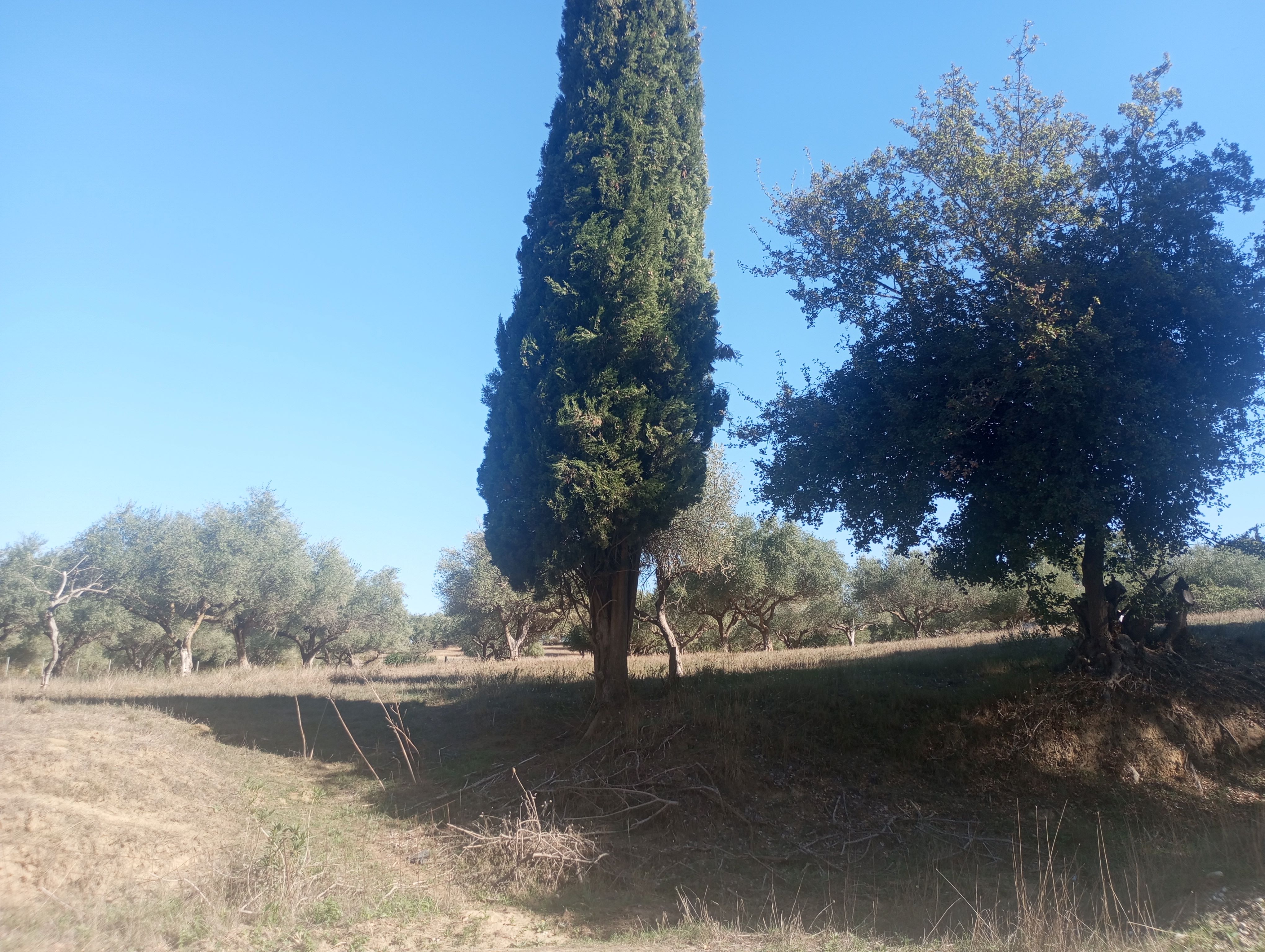 Οικόπεδο  σε πλειστηριασμό Δήμος Πύργου