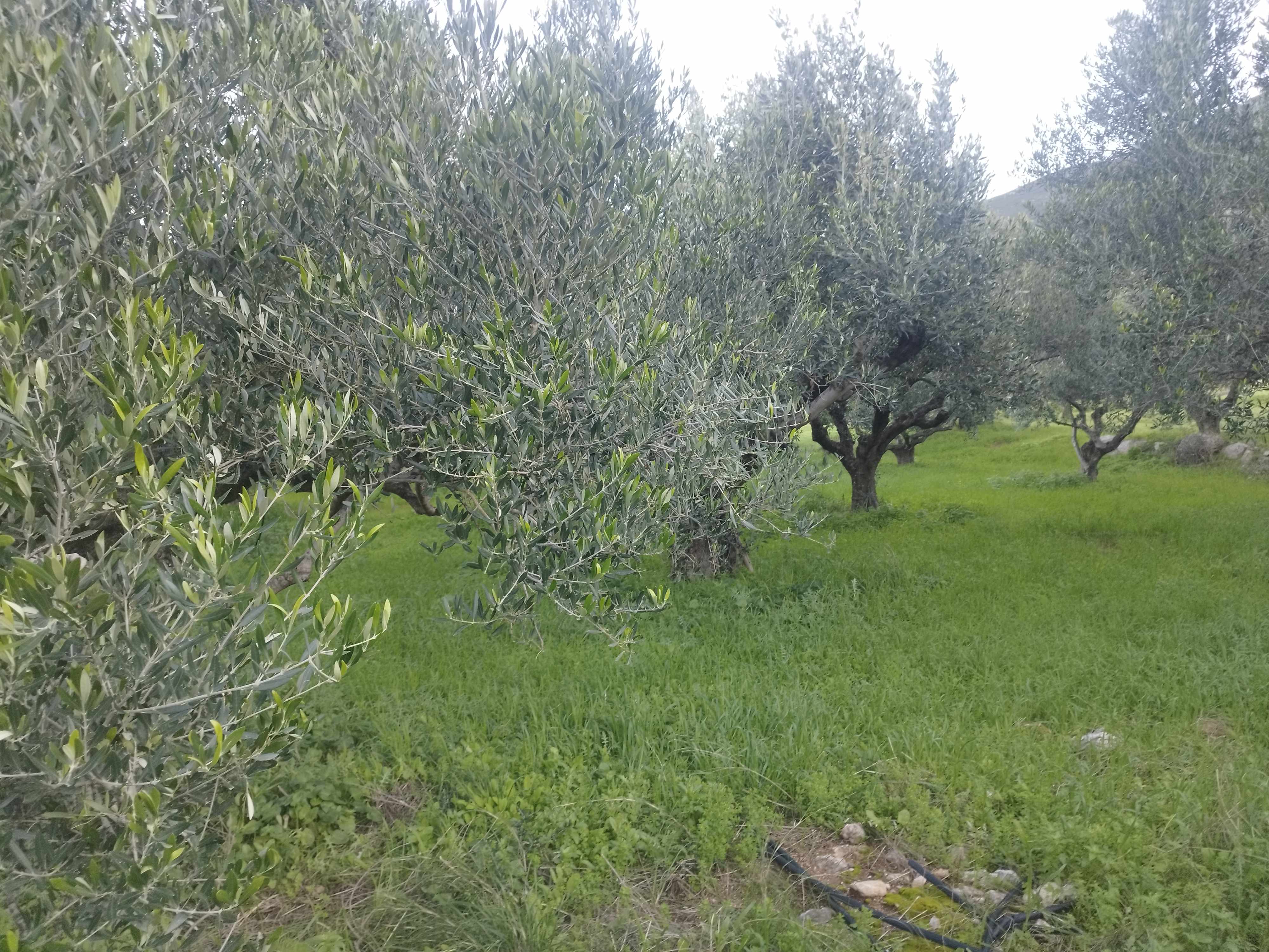 Οικόπεδο  σε πλειστηριασμό Δήμος Τριφυλίας