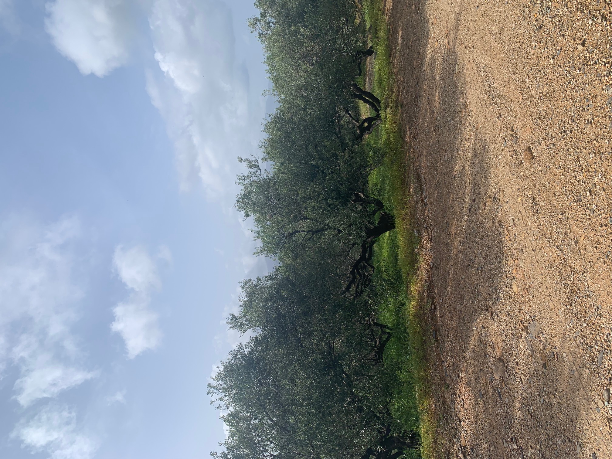 Αγροτεμάχιο  σε πλειστηριασμό Δήμος Πλατανιά