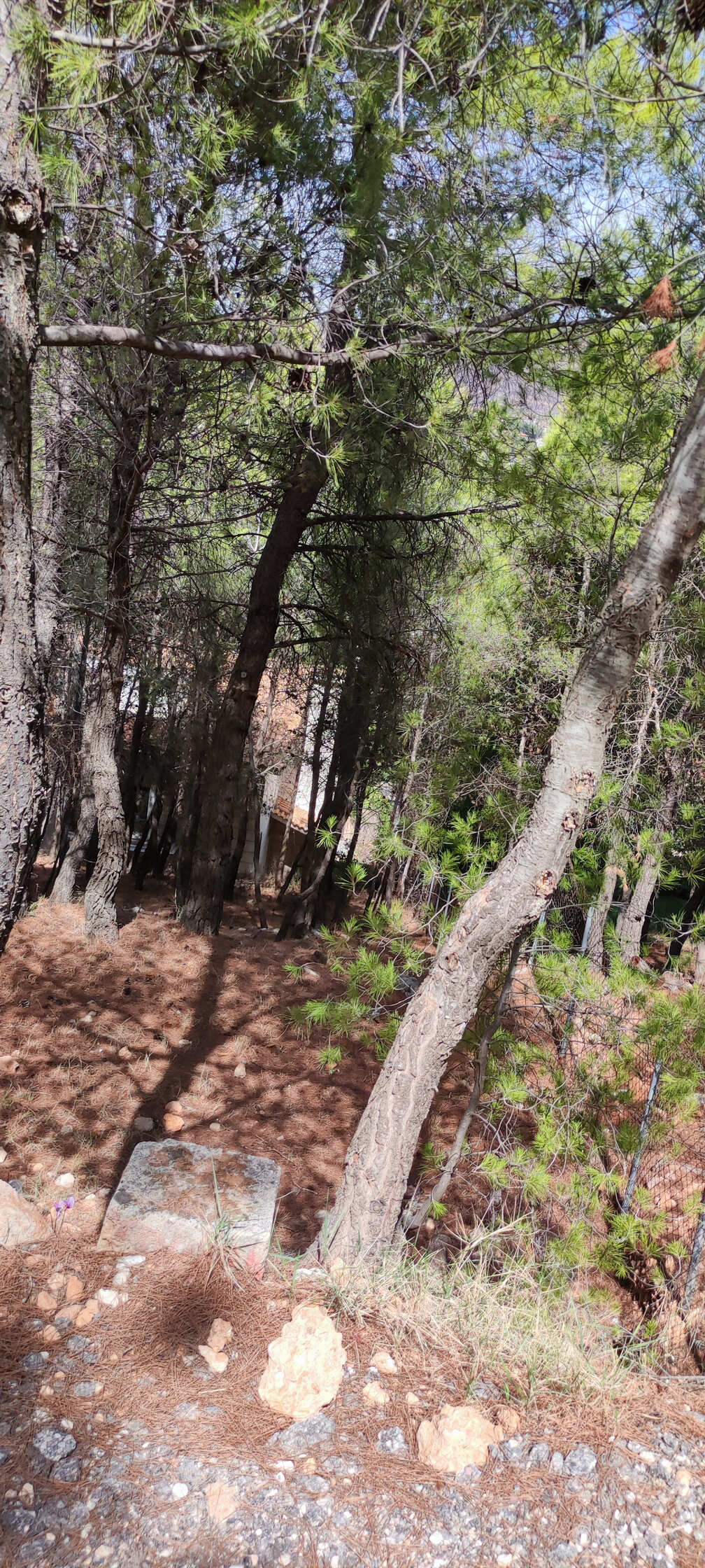 Οικόπεδο 783.71 τ.μ. σε πλειστηριασμό Δήμος Διονύσου