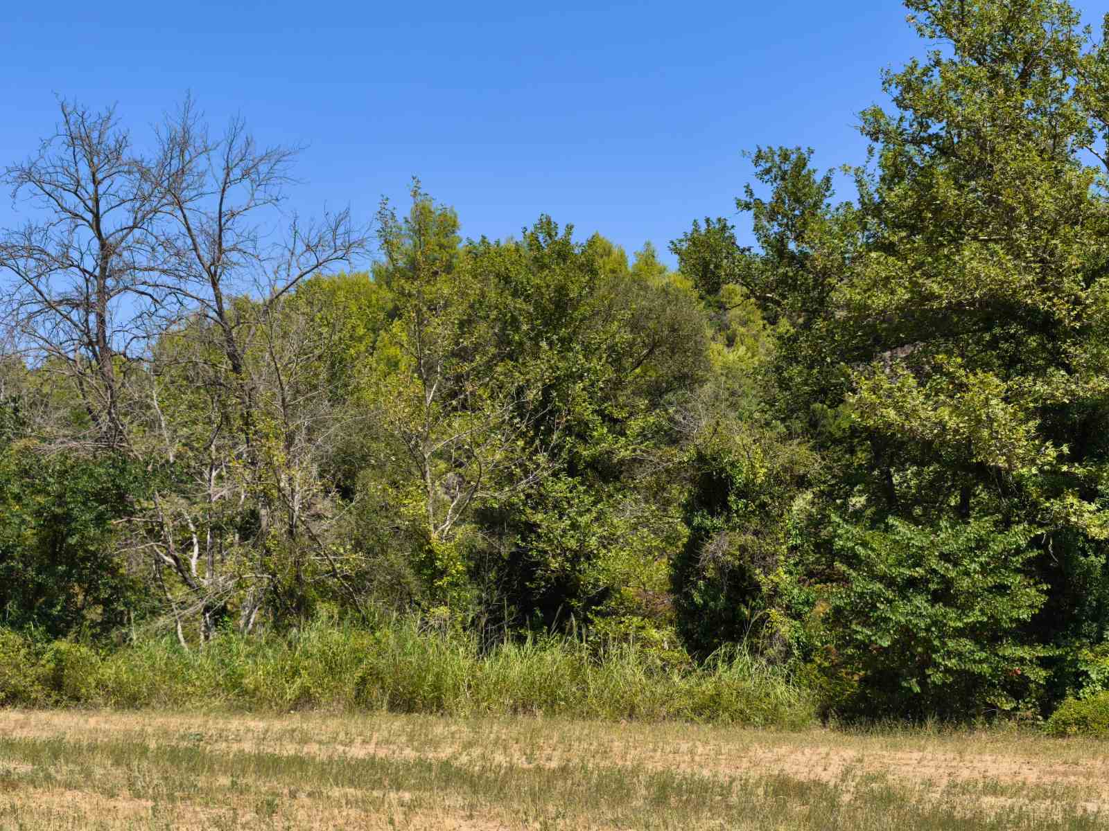 Αγροτεμάχιο 8037 τ.μ. σε πλειστηριασμό Δήμος Ήλιδας