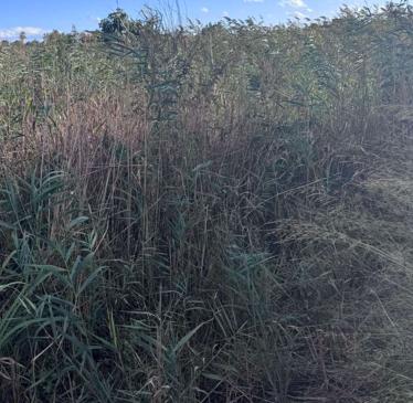 Αγροτεμάχιο  σε πλειστηριασμό Municipality of Kalamata