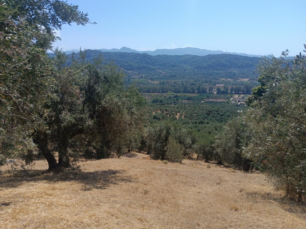 Αγροτεμάχιο με κτίσμα 573 τ.μ. σε πλειστηριασμό Δήμος Αρχαίας Ολυμπίας