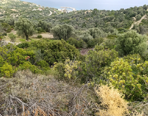 Αγροτεμάχιο  σε πλειστηριασμό Δήμος Χίου