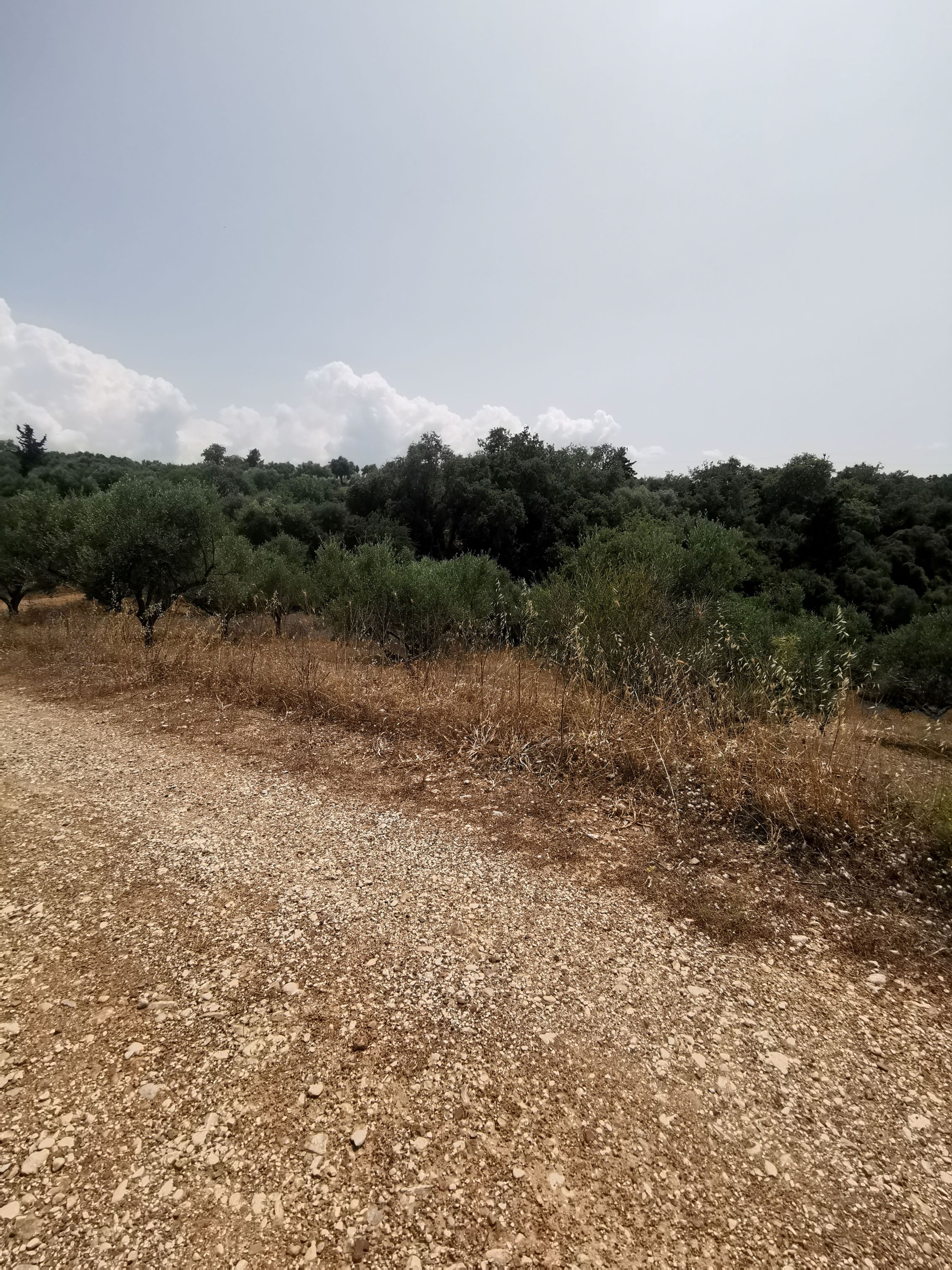 Αγροτεμάχιο 8099.69 τ.μ. σε πλειστηριασμό Δήμος Πατρέων