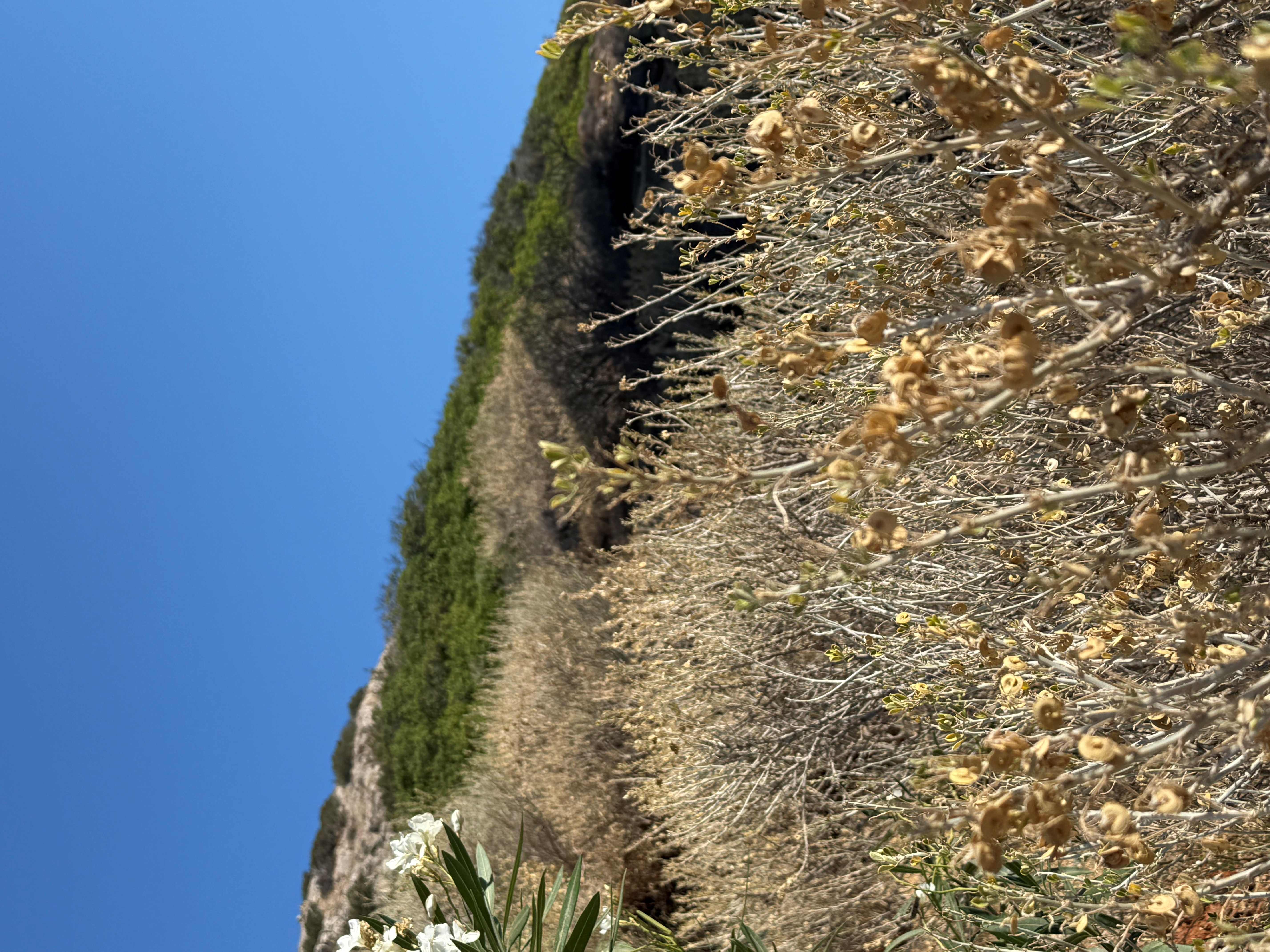 Αγροτεμάχιο  σε πλειστηριασμό Δήμος Σύρου - Ερμούπολης