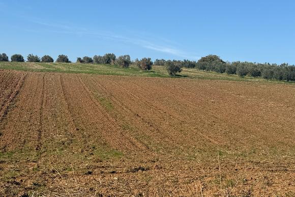 Αγροτεμάχιο  σε πλειστηριασμό Δήμος Πύδνας - Κολινδρού