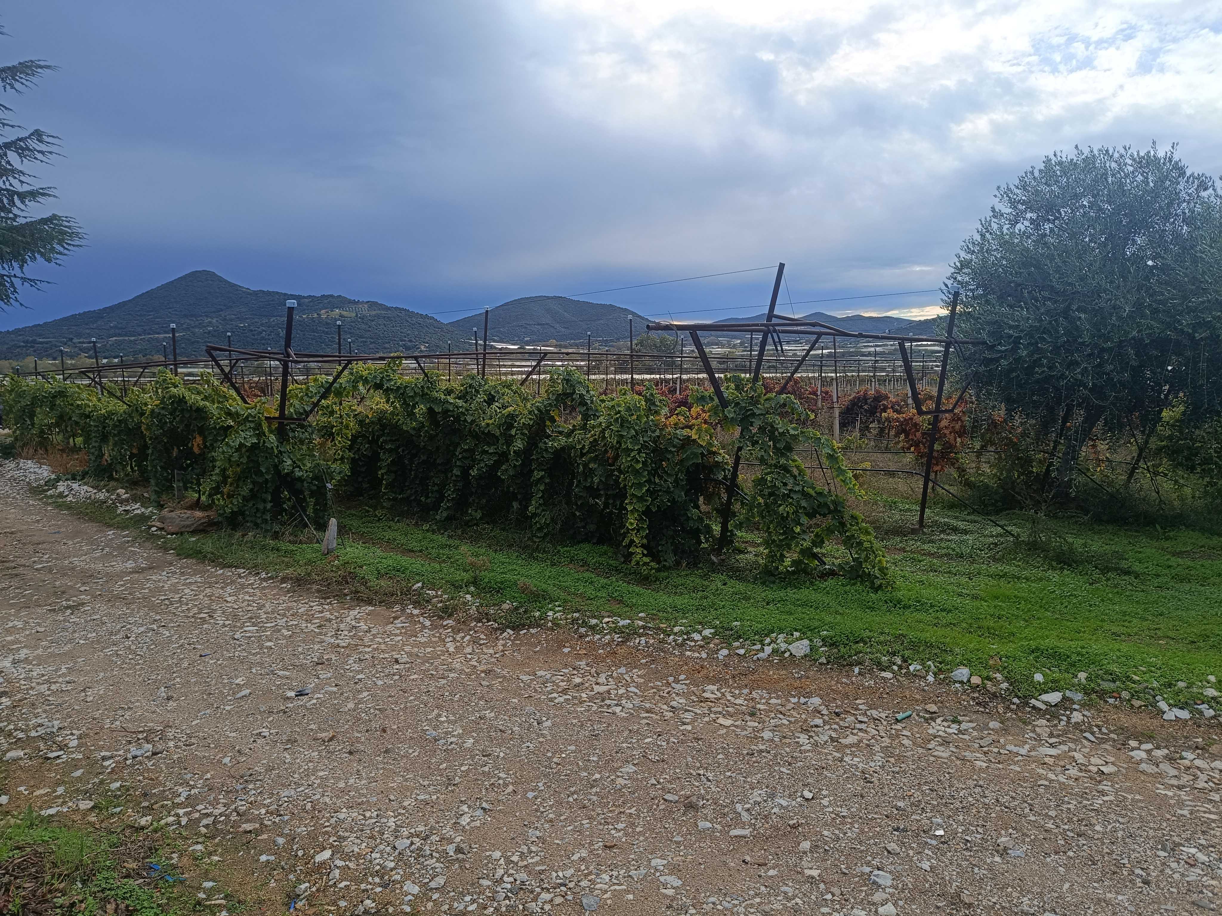 Αγροτεμάχιο  σε πλειστηριασμό Pangaio Municipality