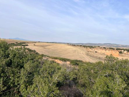 Αγροτεμάχιο  σε πλειστηριασμό Municipality of Thermi