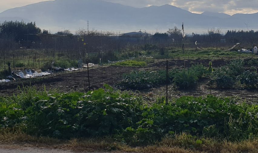 Οικόπεδο 733 τ.μ. σε πλειστηριασμό Δήμος Άκτιου - Βόνιτσας