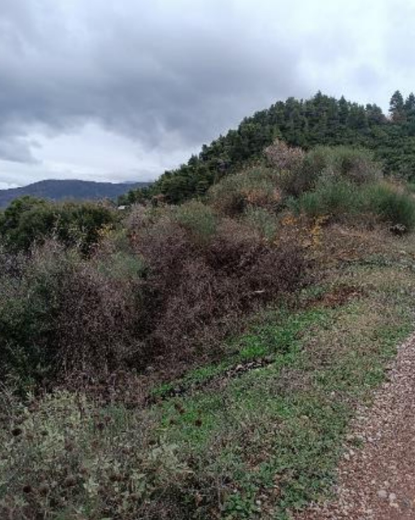 Αγροτεμάχιο  σε πλειστηριασμό Δήμος Αιγιαλείας