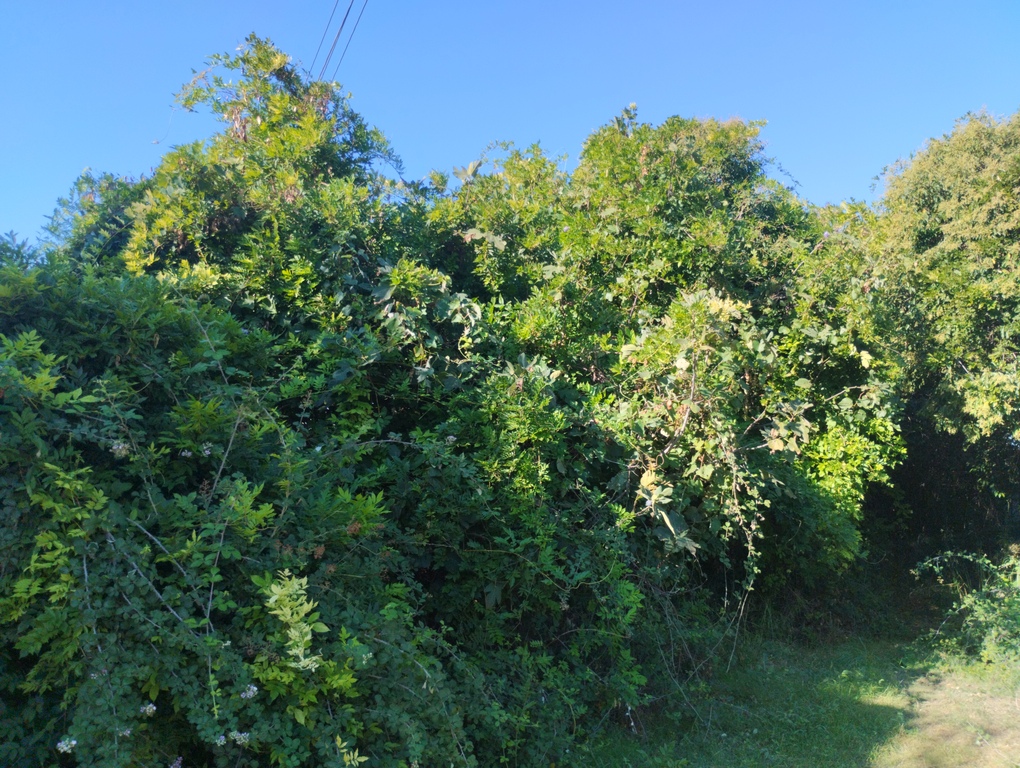 Αγροτεμάχιο με κτίσμα 84136 τ.μ. σε πλειστηριασμό Δήμος Πρέβεζας