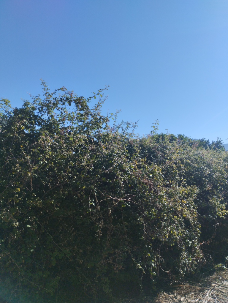 Αγροτεμάχιο 84.14 τ.μ. σε πλειστηριασμό Δήμος Πρέβεζας