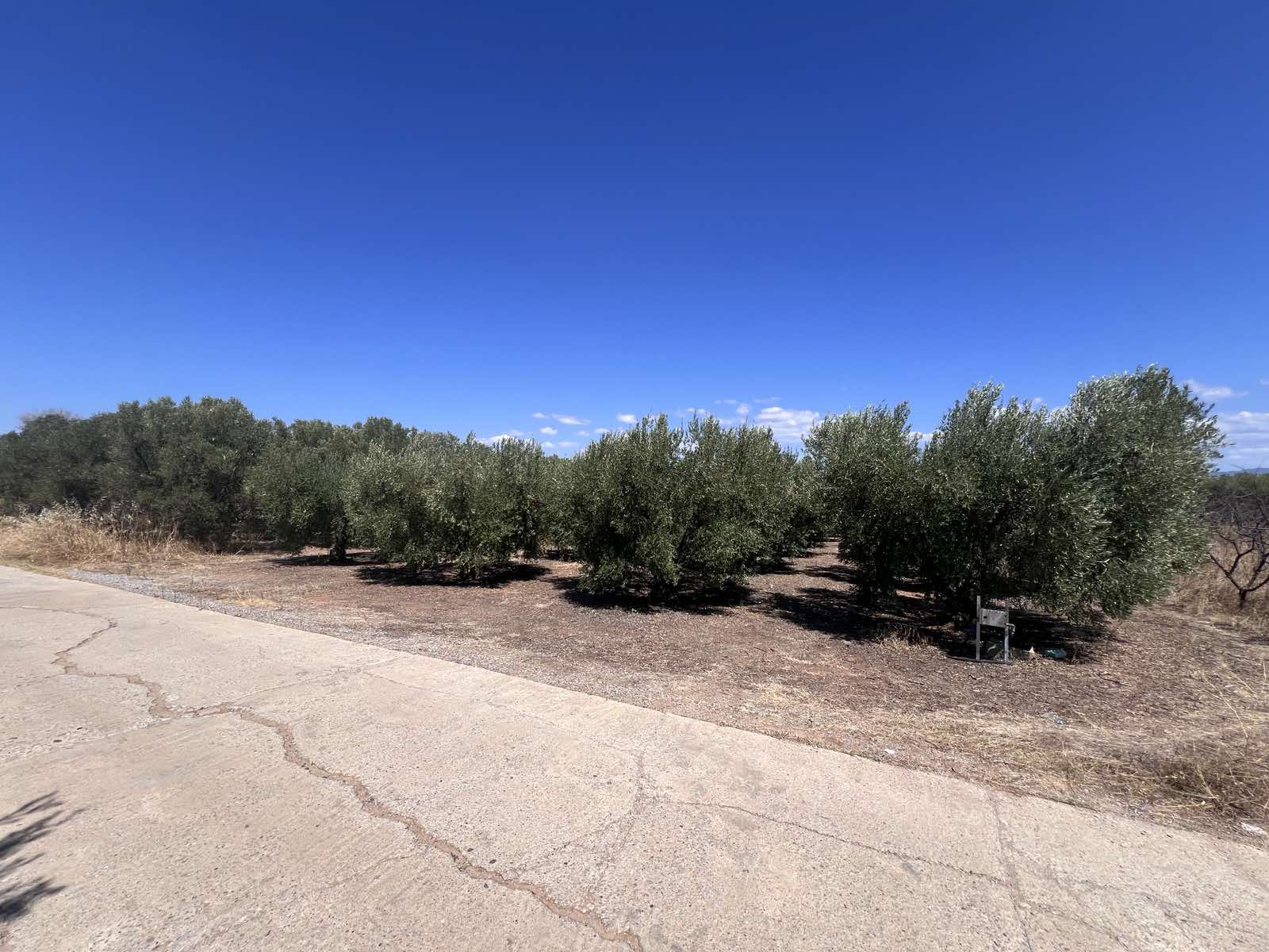 Οικόπεδο 836 sq.m. σε πλειστηριασμό Municipality of Nea Propontida