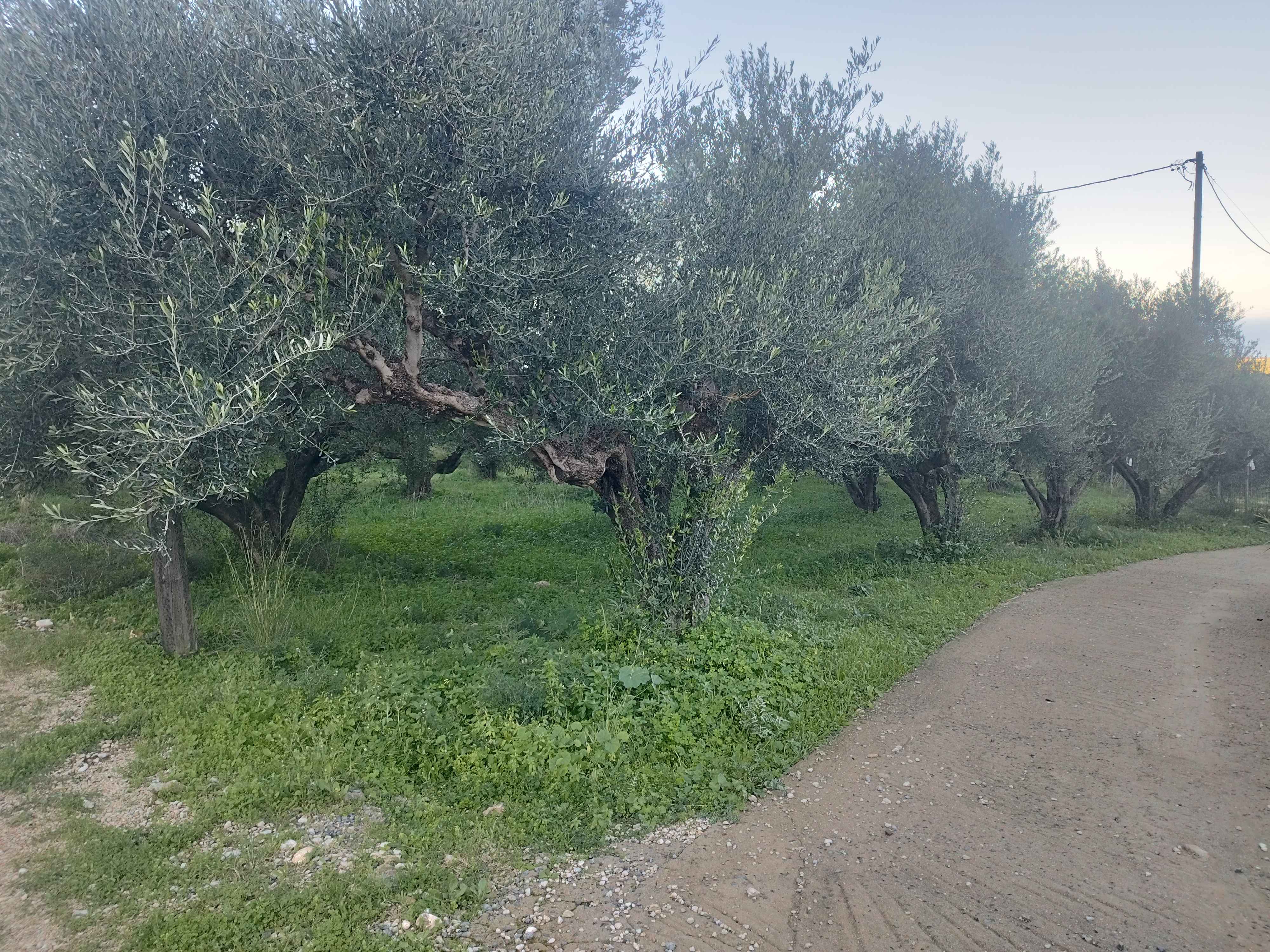 Οικόπεδο  σε πλειστηριασμό Δήμος Τριφυλίας