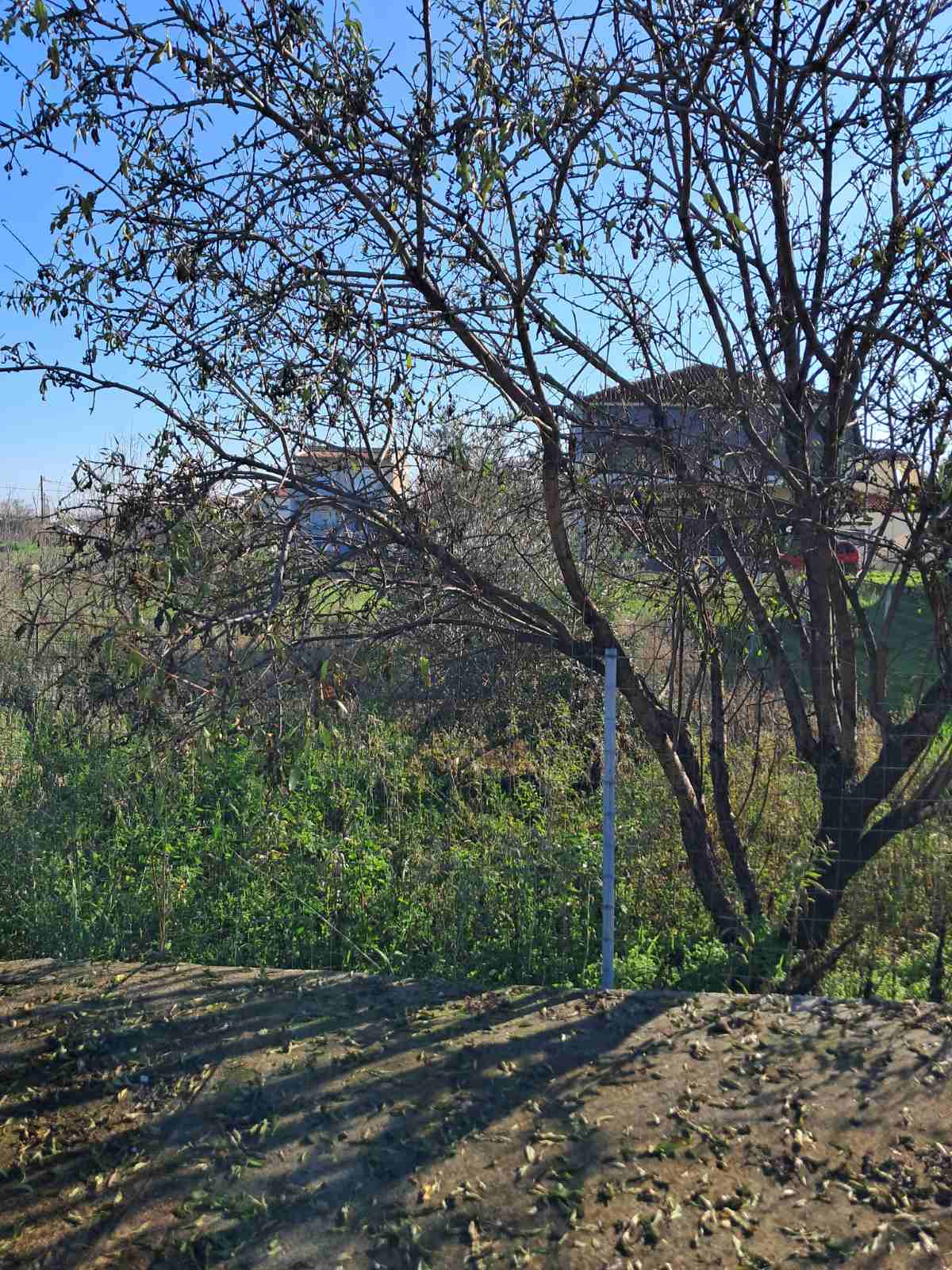 Οικόπεδο  σε πλειστηριασμό Δήμος Λαρισαίων