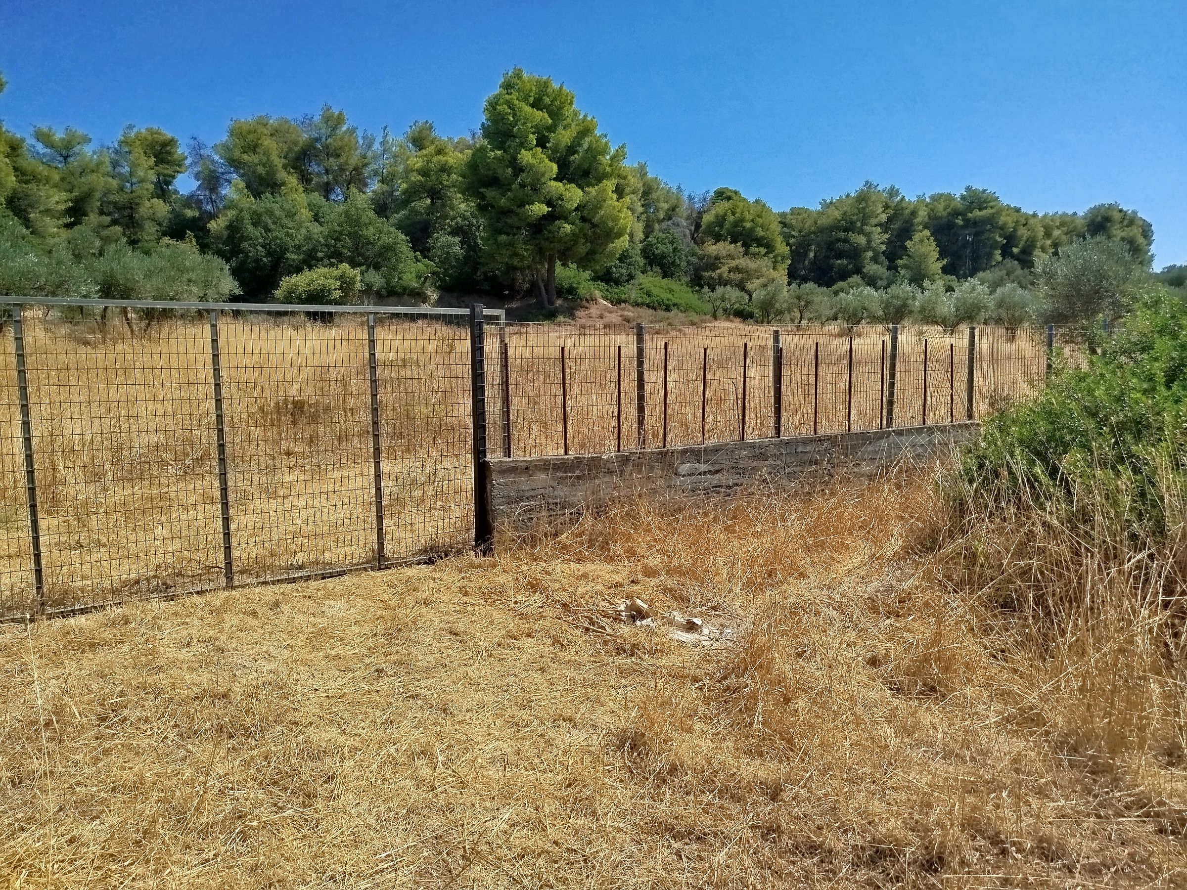 Αγροτεμάχιο 100 τ.μ. σε πλειστηριασμό Δήμος Ωρωπού