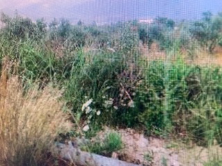 Αγροτεμάχιο  σε πλειστηριασμό Δήμος Καλαμάτας